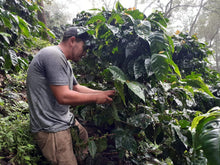 Load image into Gallery viewer, El Salvador - William Lemus (Pacamara Natural)
