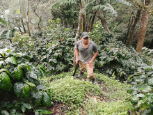 Load image into Gallery viewer, El Salvador - William Lemus (Pacamara Natural)
